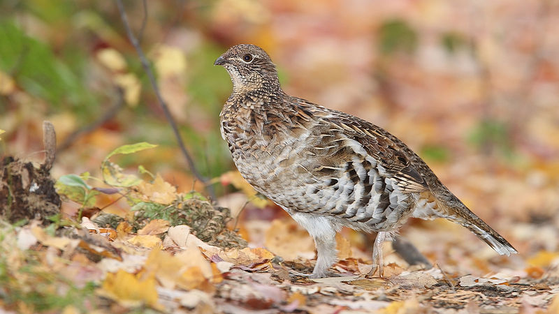 Ruffed grouse